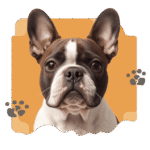 dogfrenchie apparel store logo